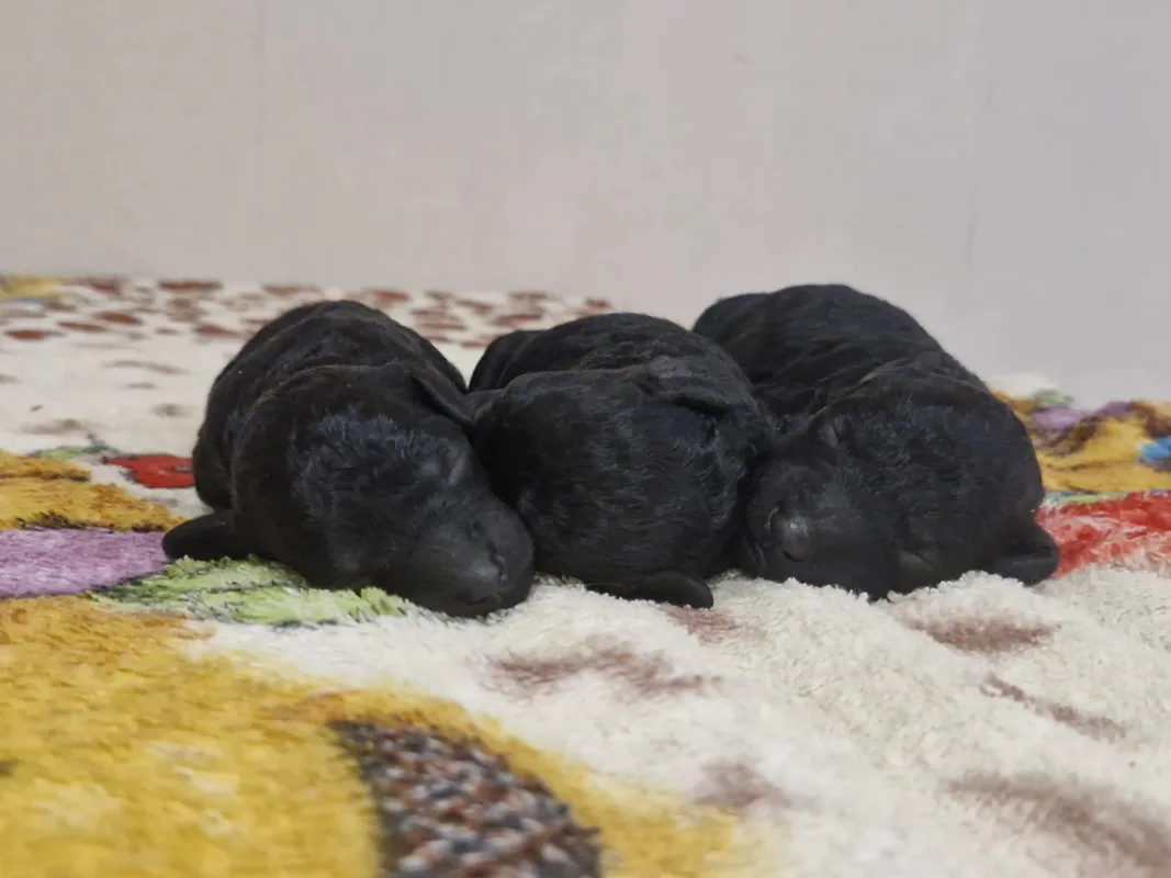 карликовый пудель чёрного окраса щенки