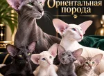 Фотография к объявлению 222