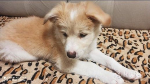 Фото к объявлению 68